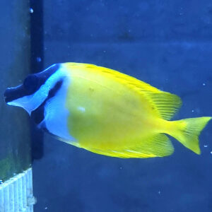 Siganus vulpinus borsuk