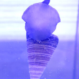 Telescopium telescopium