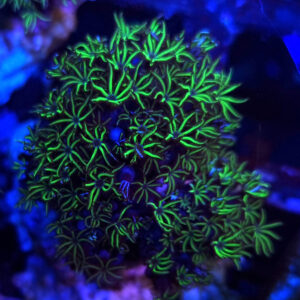 Tubipora musica green
