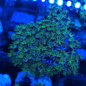 Tubipora musica green