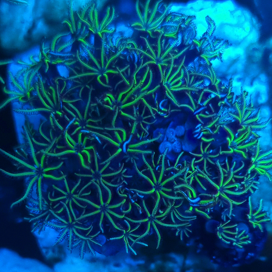 Tubipora musica green
