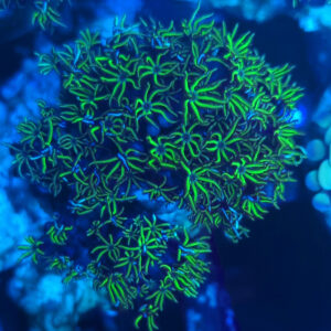 Tubipora musica green