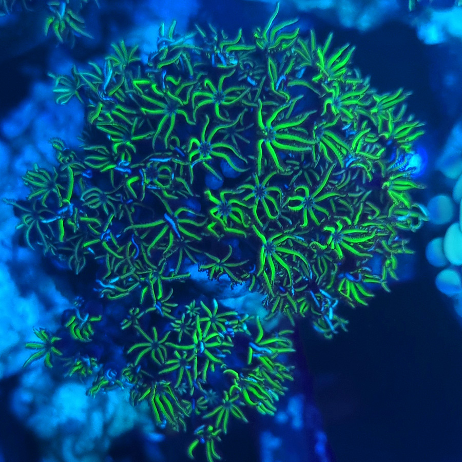 Tubipora musica green