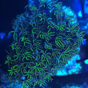 Tubipora musica green