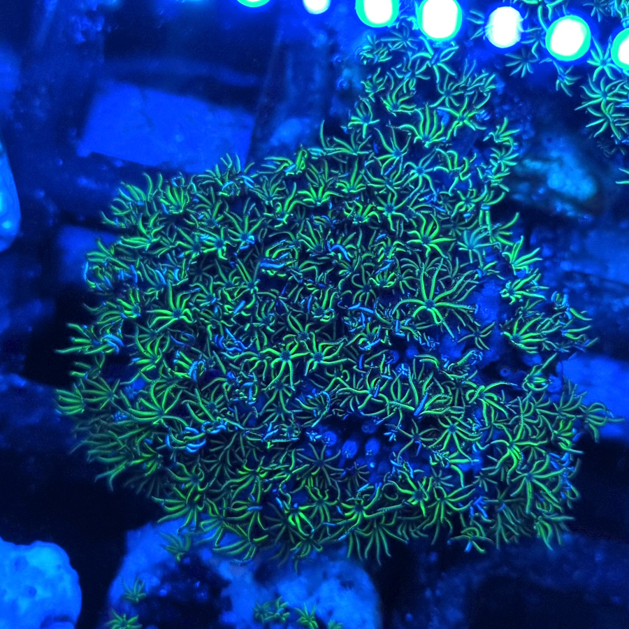 Tubipora musica green