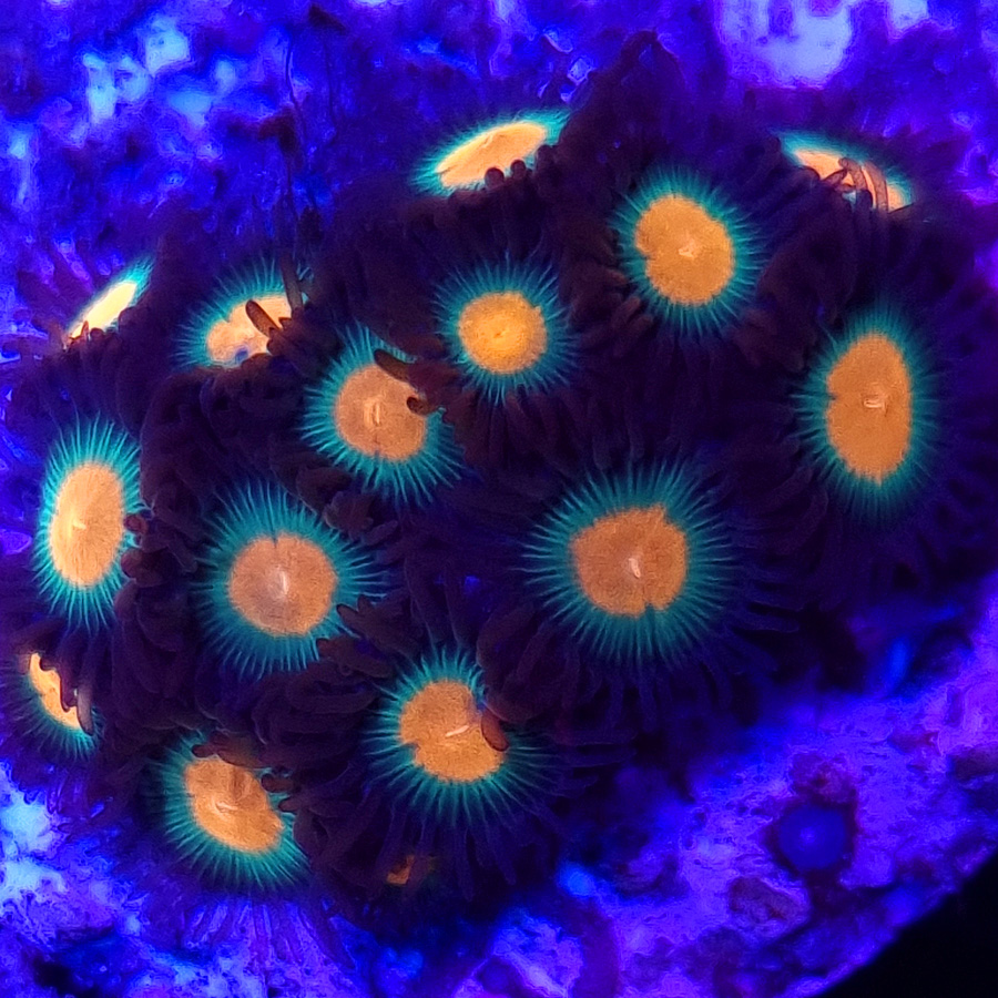 Zoanthus