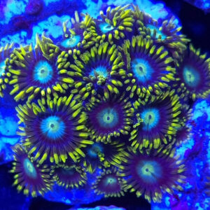 Zoanthus