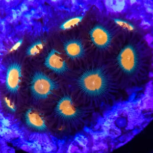 Zoanthus