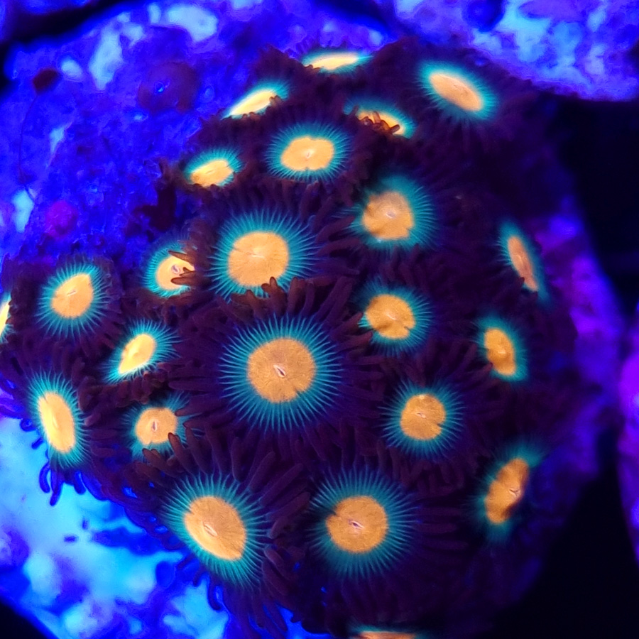 Zoanthus