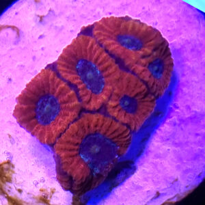 acanthastrea lordhowensis