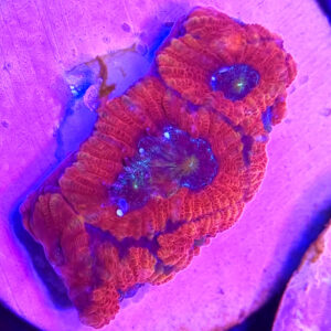 acanthastrea lordhowensis