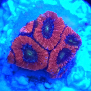 acanthastrea lordhowensis