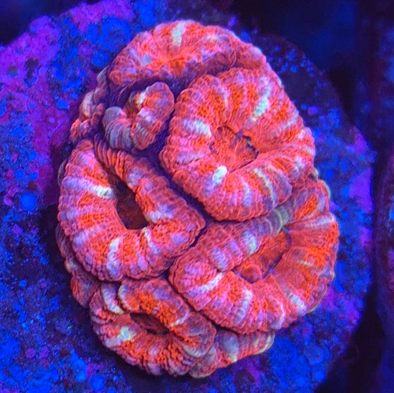 Acanthastrea Lordhowensis