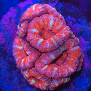 Acanthastrea Lordhowensis