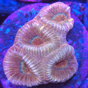 Barabattoia Amicorum Ultra