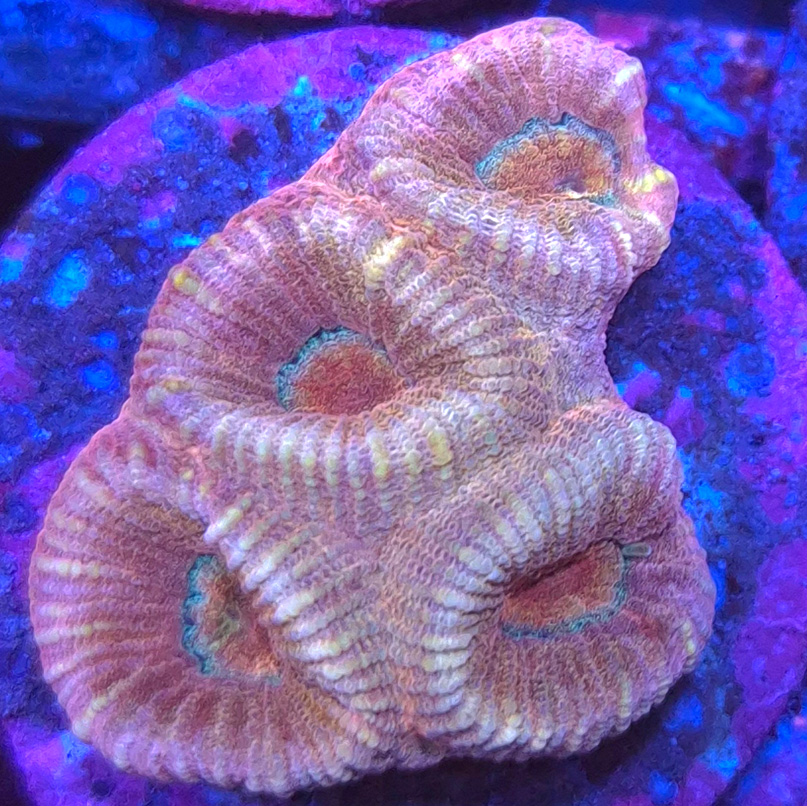 Barabattoia Amicorum Ultra