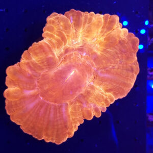 Cynarina Lacrymalis