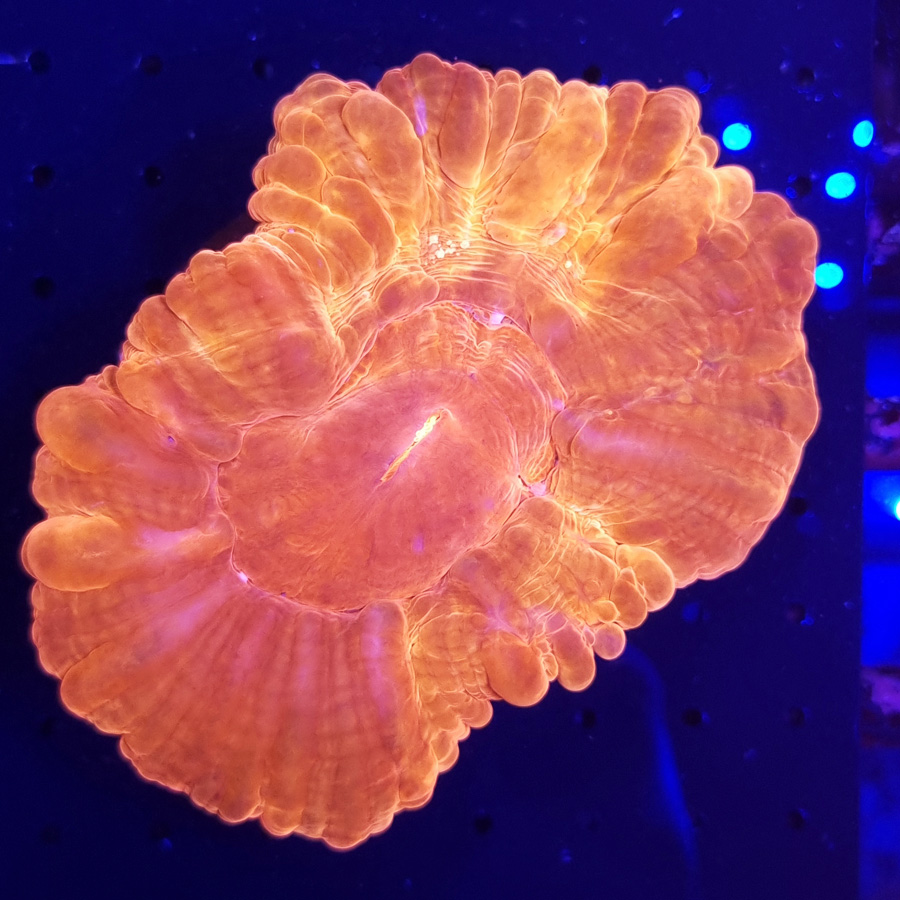 Cynarina Lacrymalis
