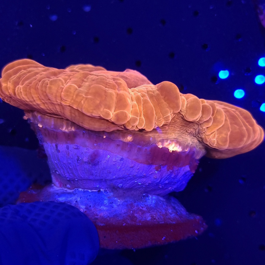 Cynarina Lacrymalis
