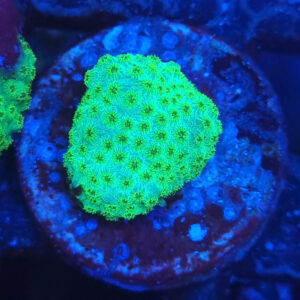 cyphastrea ocelina