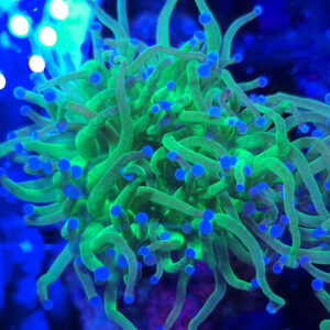 euphyllia glabrescens toxic green