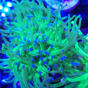 euphyllia glabrescens toxic green