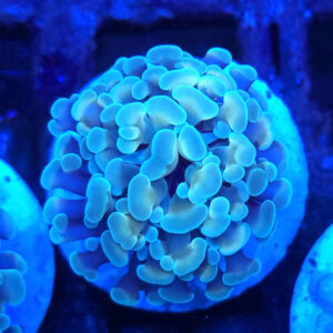 euphyllia paraancora green blue