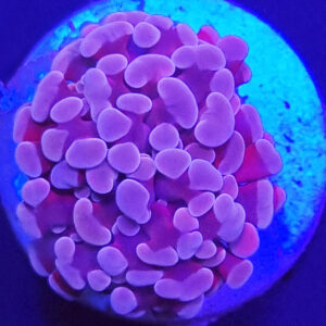 euphyllia paraancora violet