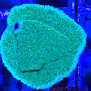 Montipora talerzowa
