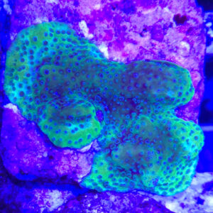 Monitpora spp