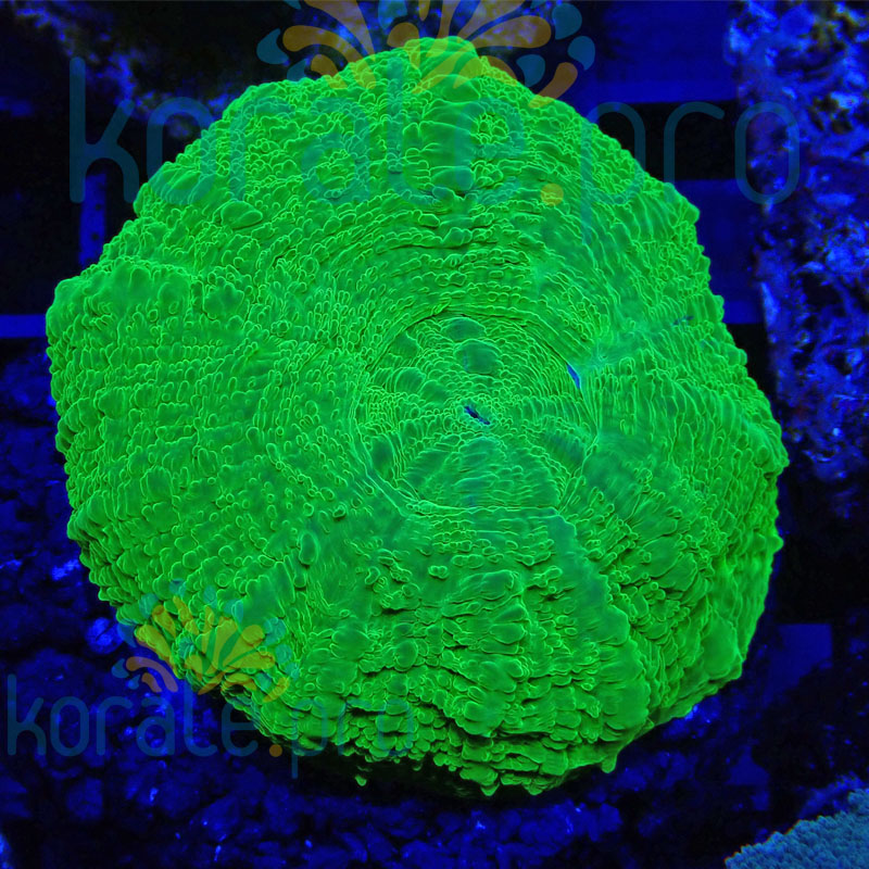 Scolymia Australis