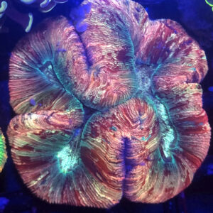 trachyphyllia geoffroyi