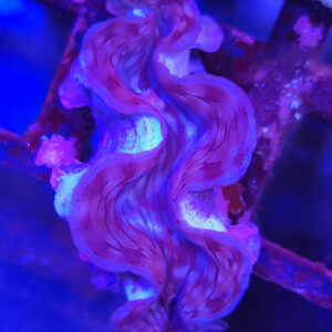 tridacna maxima Małża morska