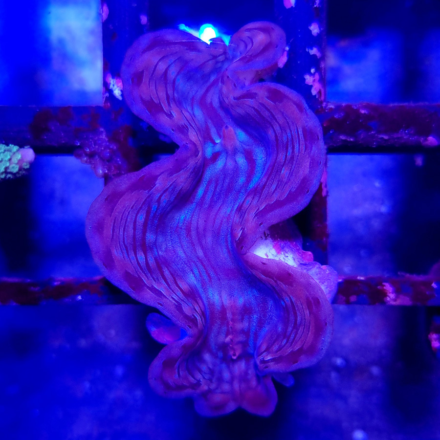 tridacna maxima Małża morska