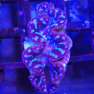 tridacna maxima Małża morska