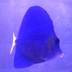 zebrasoma xanturum
