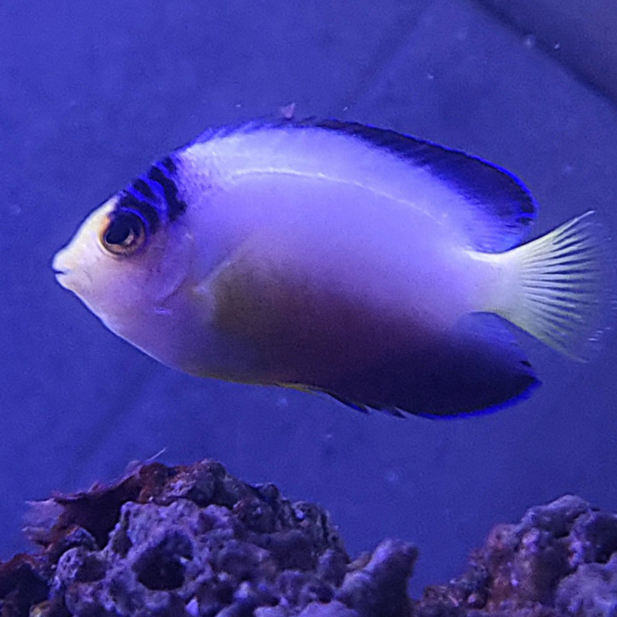 Centropyge multicolor
