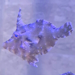 Acreichthys tomentosus Brzydal