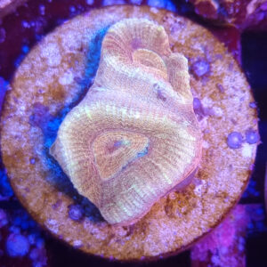 Barabattoia amicorum Ultra