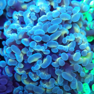 Euphyllia Paraancora blue green