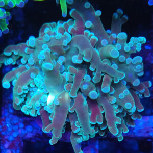 Euphyllia yaeyamaensis green