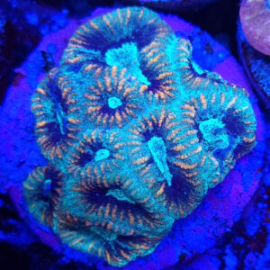 Favia sp. Green Premium