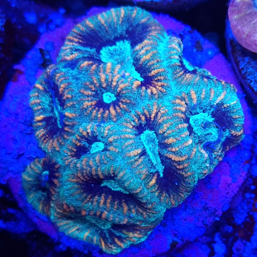 Favia sp. Green Premium