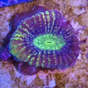 Favites complanata Dragon Soul