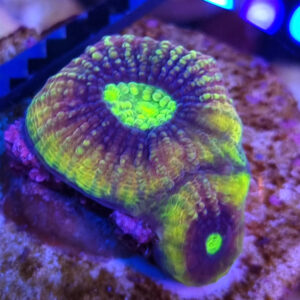 Favites complanata Dragon Soul