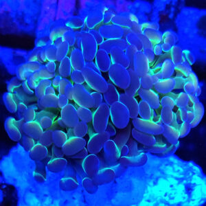 Paraancora blue hologram