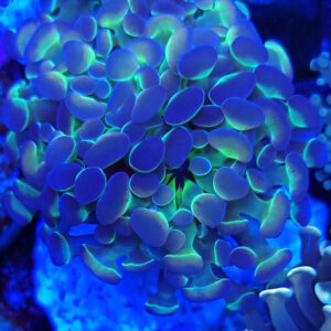 Paraancora blue hologram