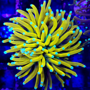 euphyllia glabrescens golden torch