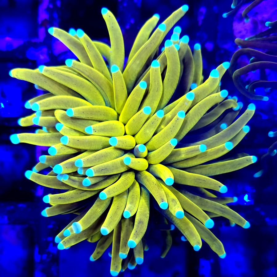 euphyllia glabrescens golden torch