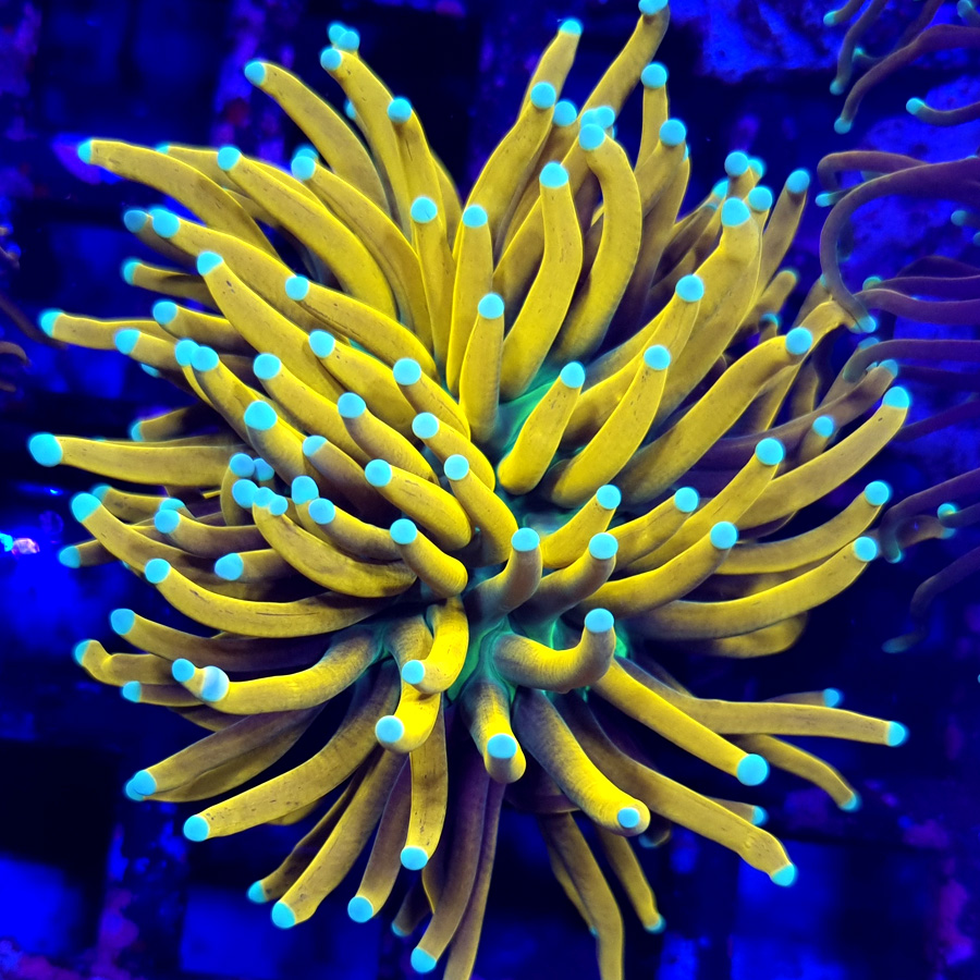 euphyllia glabrescens golden torch
